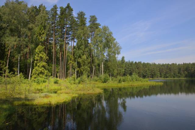 Pomost jeziorka dystroficzne rezerwat przyrody “Królewska Sosna”